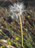 Chondrilla juncea