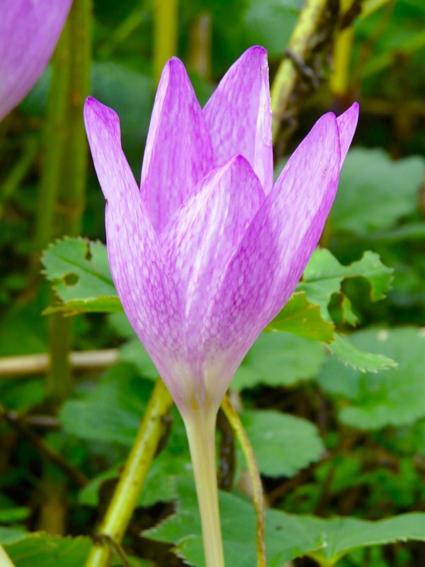 Изображение особи Colchicum bivonae.