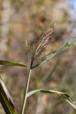 Phragmites australis. Верхушка плодоносящего растения. Томская обл., г. Томск, пос. Заварзино, заросли ив. 27.09.2021.