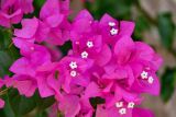 Bougainvillea glabra. Часть соцветия. Египет, мухафаза Кена, г. Луксор, Карнакский храмовый комплекс, в культуре. 06.05.2023.