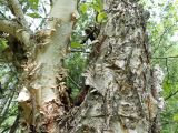 Betula costata