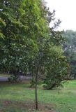 Magnolia grandiflora. Молодое деревце. Болгария, г. Бургас, Приморский парк, в культуре. 16.09.2021.