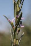 Lythrum melanospermum