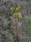 Senecio jacobaea