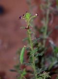 Cleome amblyocarpa. Верхушка побега с соцветием. Марокко, обл. Драа - Тафилалет, пустыня Сахара, окр. дер. Мерзуга, Эрг Шебби, песчаный склон. 03.01.2023.