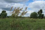 Rumex thyrsiflorus