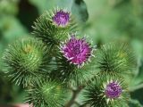 Arctium leiospermum. Соцветия. Узбекистан, г.Ташкент, пос. Улугбек. 04.07.2011.