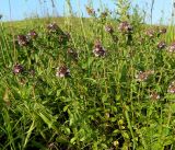 Thymus pulegioides. Верхушки побегов цветущего растения. Окрестности Смоленска, сухой луг на склоне холма. 01.07.2011.