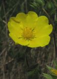 Potentilla semilaciniosa. Цветок. Крым, южный берег, гора Кастель. 31 мая 2012 г.