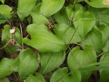 Maianthemum dilatatum