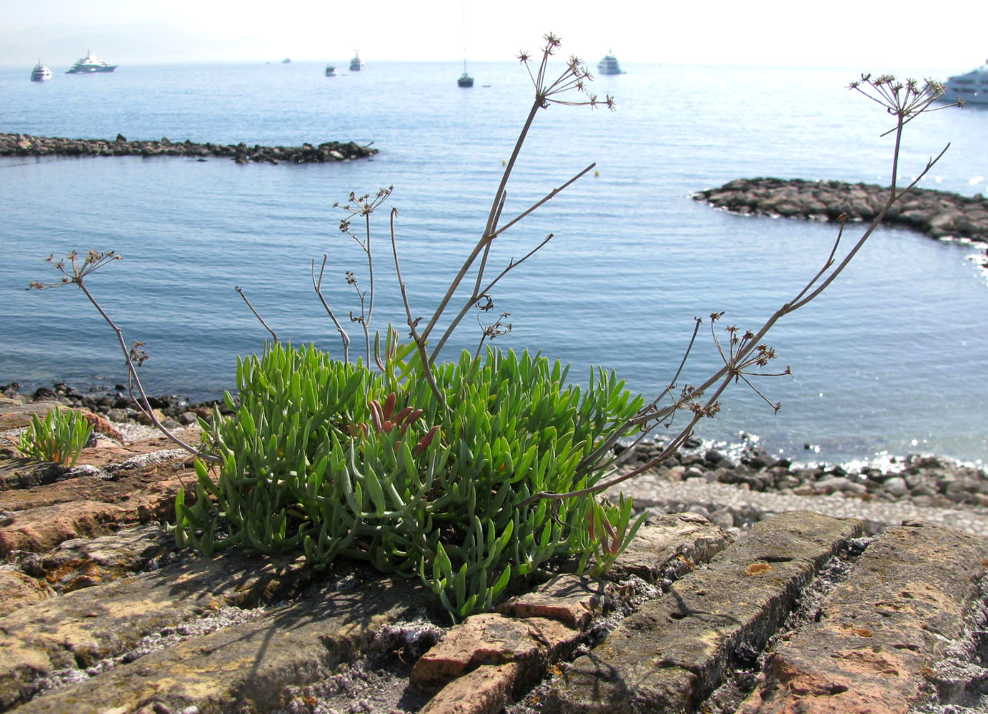 Изображение особи Crithmum maritimum.