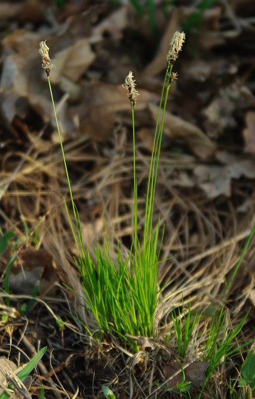 Изображение особи Carex montana.