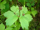 Sanicula rubriflora