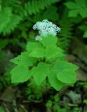 Thalictrum filamentosum