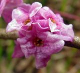 Daphne mezereum