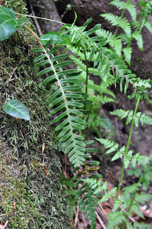 Image of Polypodium vulgare specimen.