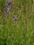 Delphinium iliense