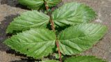 Filipendula ulmaria ssp. denudata