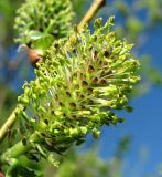 Salix myrsinifolia