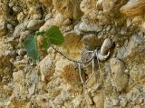 Ficus carica. Плодоносящее растение. Испания, Андалусия, провинция Малага, г. Ронда, отвесный горный склон. Август 2015 г.