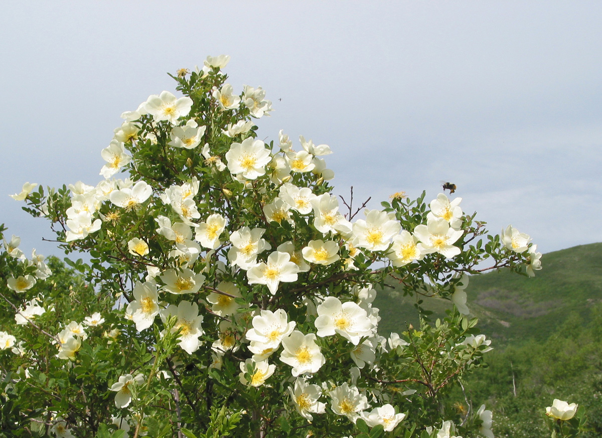 Изображение особи Rosa spinosissima.