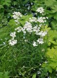 Achillea ledebourii. Цветущие растения. Тува, Тоджинский р-н, долина р. Аржаан-Хем (выс. около 1600 м н.у.м.), влажный луг на берегу реки. 06.07.2015.