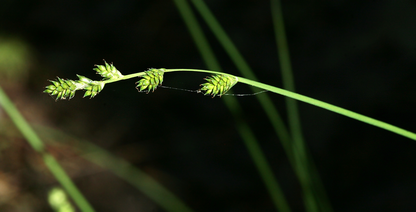 Изображение особи Carex canescens.