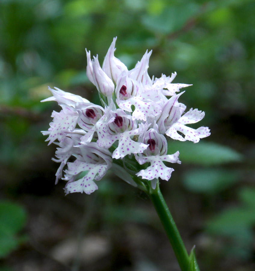 Изображение особи Neotinea tridentata.