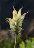 Oxytropis ruthenica. Соплодие. Приморский край, Находкинский городской округ, окр. пос. Врангель, мыс Каменского, приморские скалы. 26.05.2016.