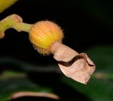 Alpinia zerumbet. Зреющий плод. Израиль, Шарон, г. Тель-Авив, ботанический сад тропических растений. 02.05.2016.