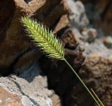 Agropyron pectinatum