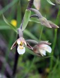 Epipactis palustris