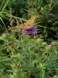 Cirsium vlassovianum. Верхушка расцветающего растения с кормящимися бабочкой-перламутровкой и шмелём. Приморье, окр. г. Находка, разнотравный луг. 12.09.2016.