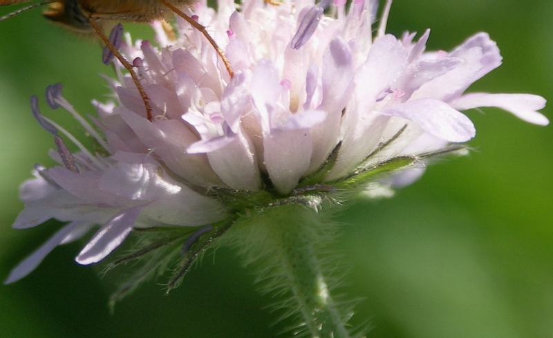 Изображение особи Knautia arvensis.