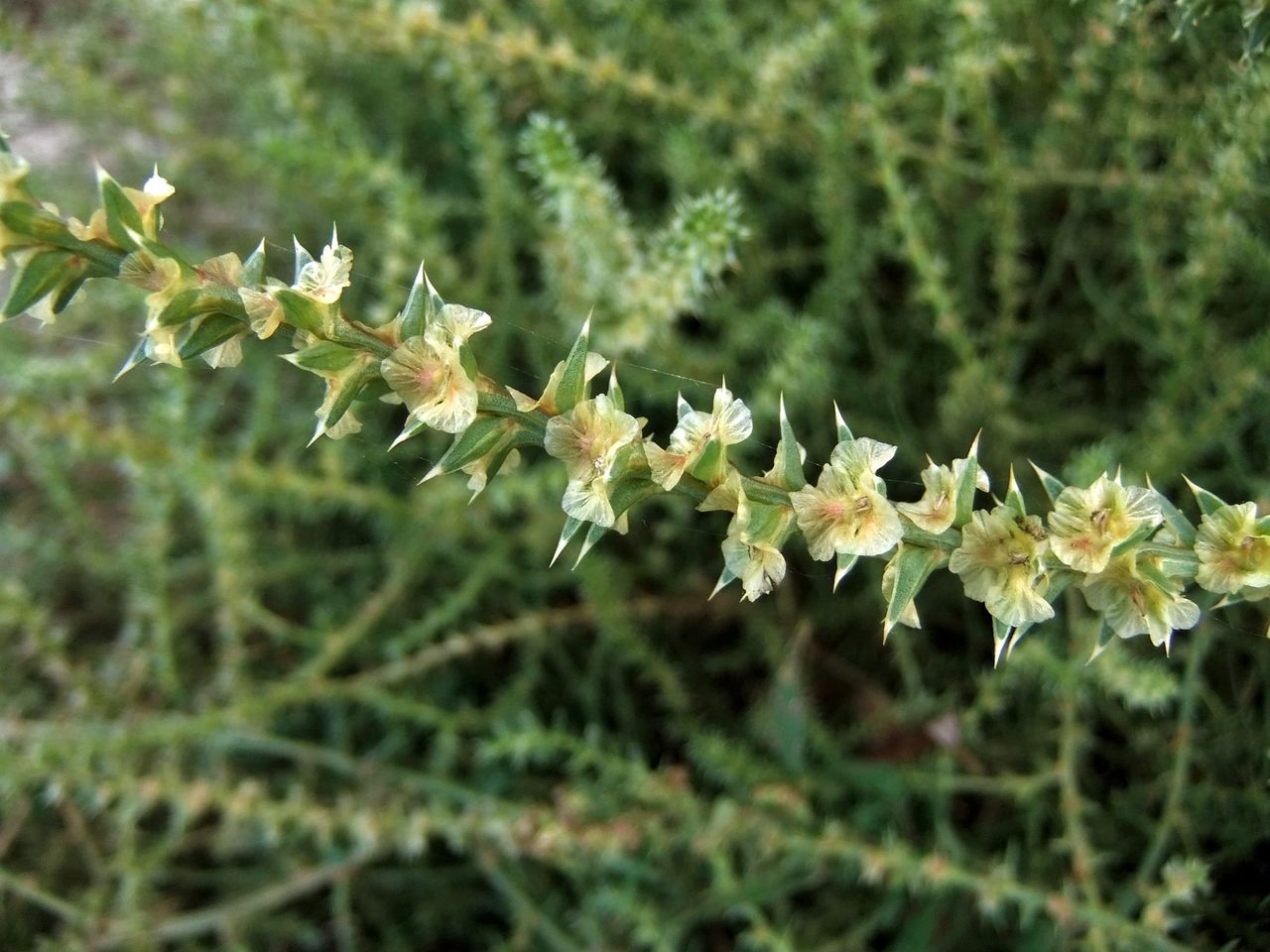 Изображение особи Salsola tragus.