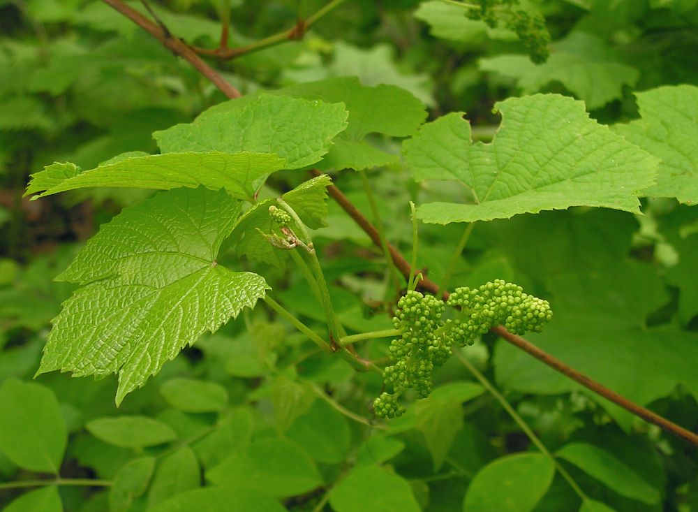 Изображение особи Vitis amurensis.