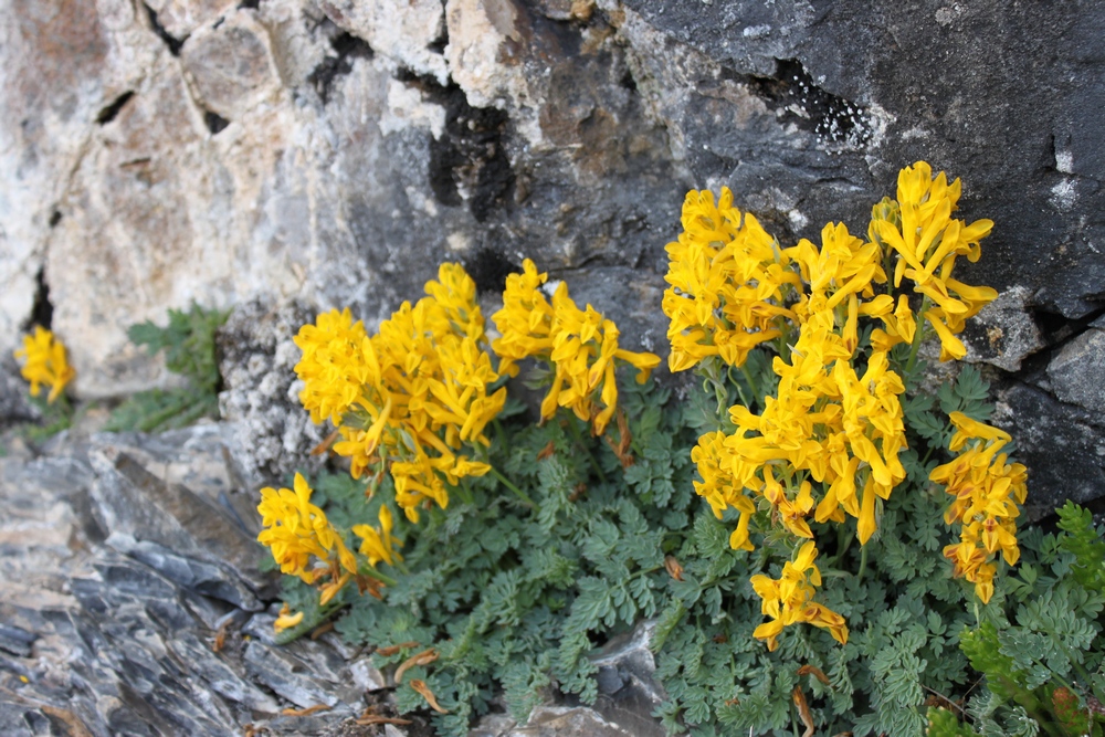 Изображение особи Corydalis gortschakovii.