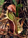 Nepenthes rafflesiana. Ловчий кувшинчик (длина около 30 см). Малайзия, о-в Калимантан, национальный парк Бако, песчаниковое плато, ≈ 100 м н.у.м., заболоченный \"верещатниковый\" лес. 09.05.2017.