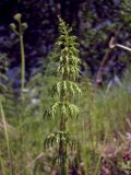 Equisetum sylvaticum