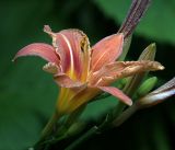 Hemerocallis &times; hybrida