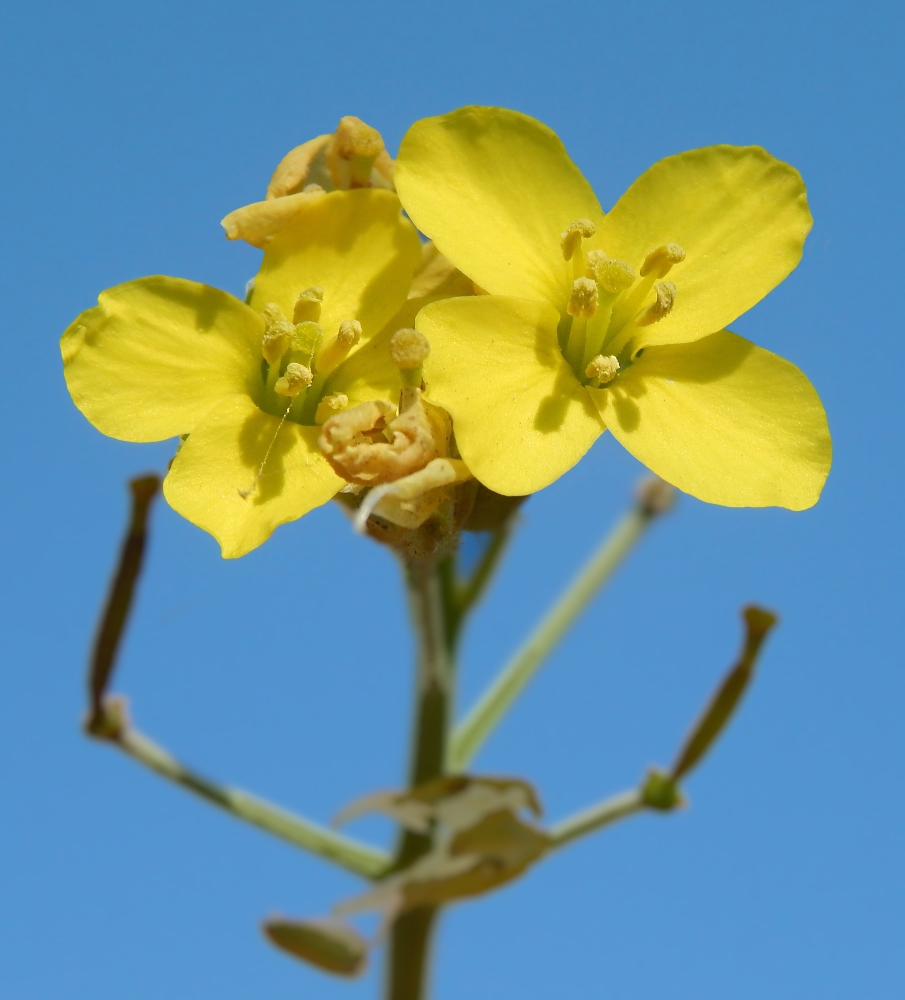 Изображение особи Diplotaxis tenuifolia.