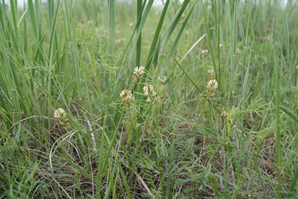 Изображение особи Astragalus rytidocarpus.