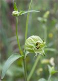 Melandrium latifolium. Часть побега с бутоном и отцветшим цветком. Грузия, г. Тбилиси, Центральный ботанический сад АН Грузии, обочина дорожки с щебенистым грунтом. 15.05.2017.