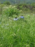 Nigella damascena. Цветущие растения. ЮЗ Крым, Варнутская долина, окр. с. Резервное. 19.05.2018.