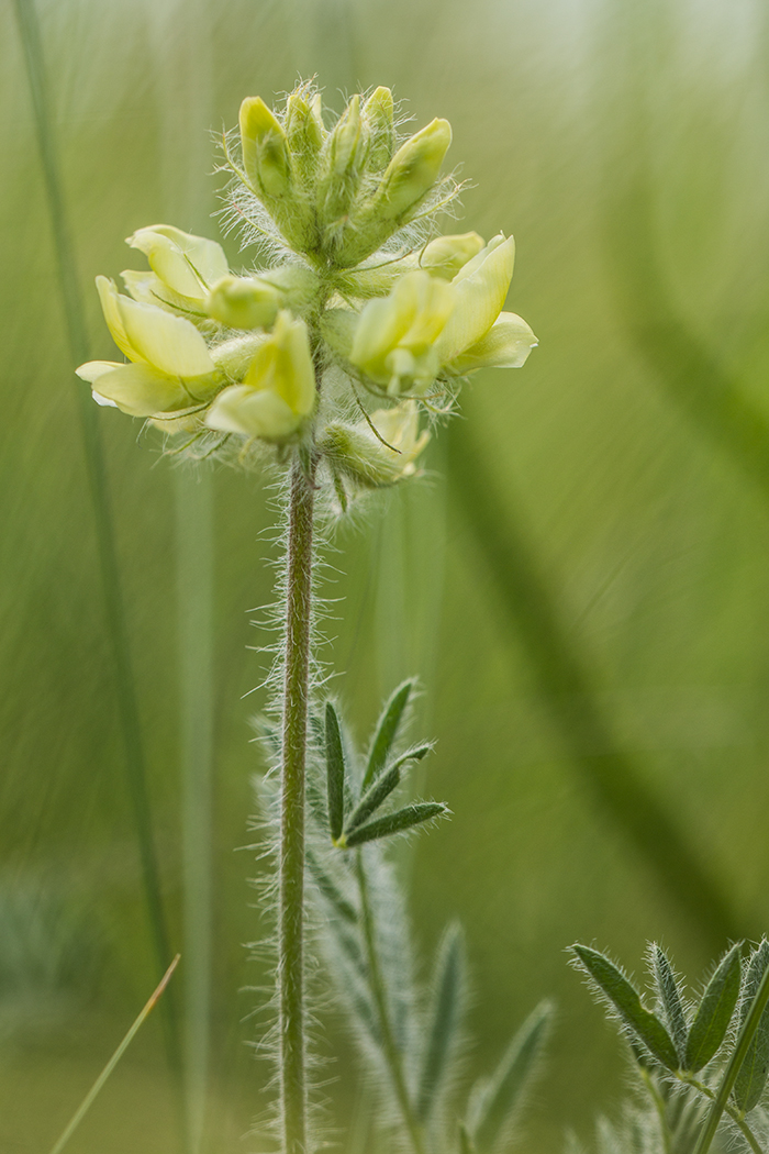 Изображение особи Oxytropis pilosa.