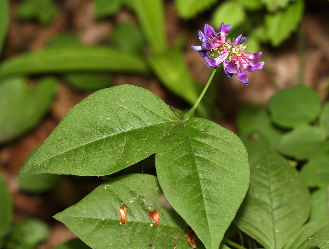 Image of Vicia ohwiana specimen.