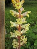 Orobanche lutea