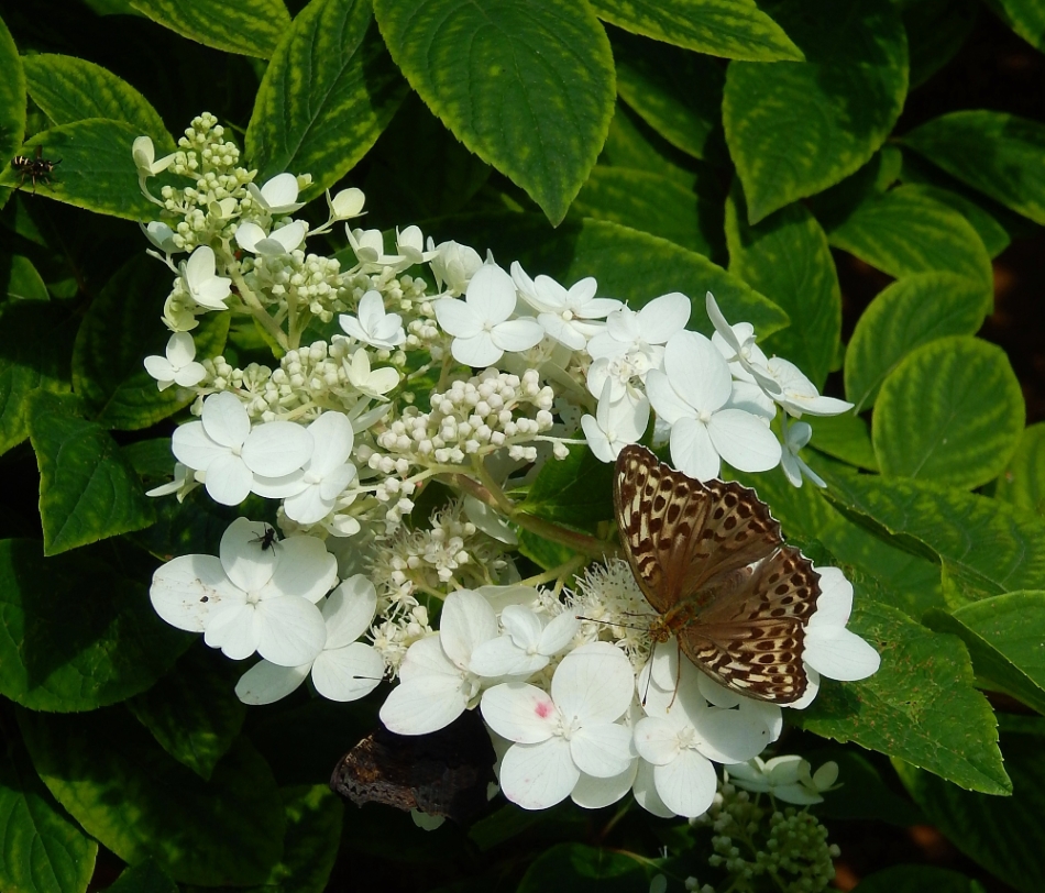 Изображение особи Hydrangea paniculata.