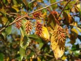 Salix pseudopentandra. Часть ветви с соплодиями и листьями в осенней окраске. Магаданская обл., окр. г. Магадан, нижнее течение р. Магаданка, пойменный ивняк. 11.09.2018.