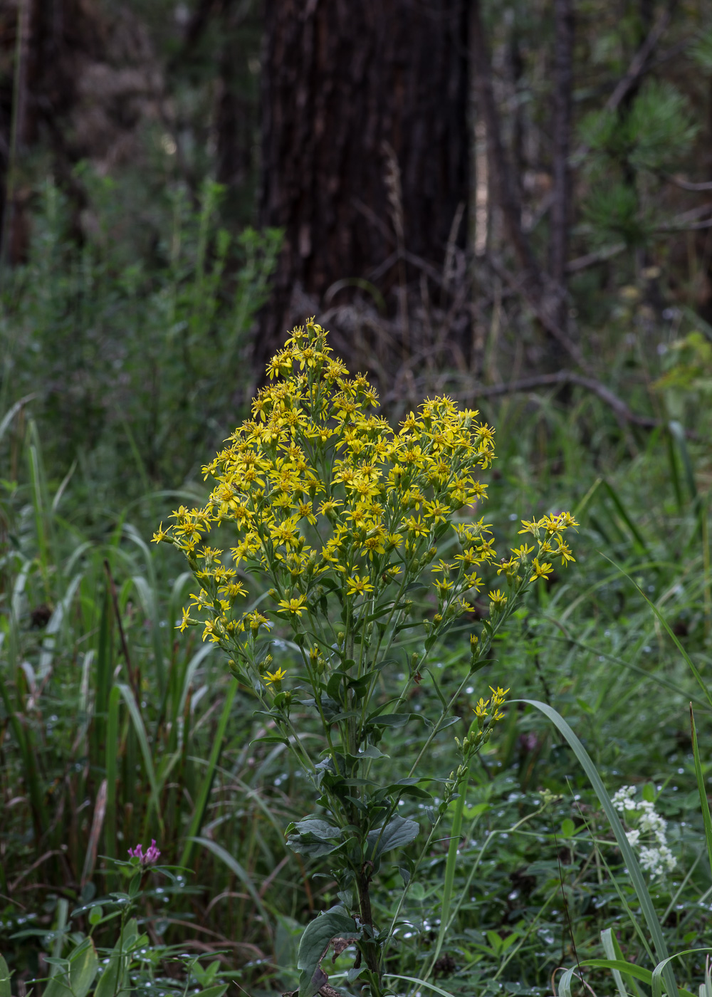 Image of Solidago virgaurea specimen.